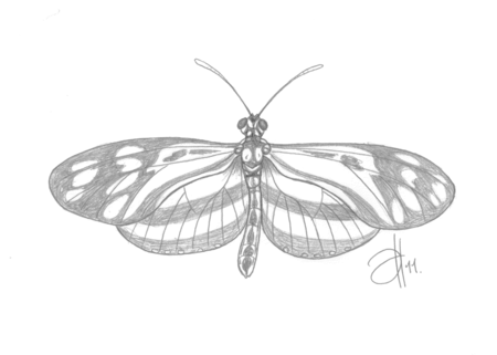 papillon