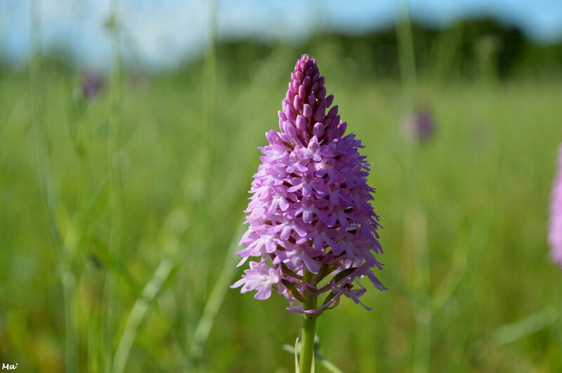 190612_orchis_pyramidal_3