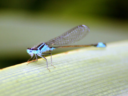 dragonfly1