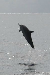 Dauphins (2)