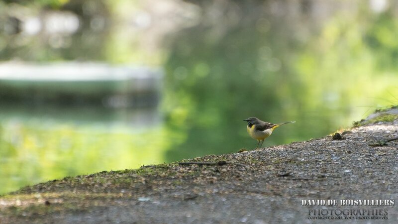 Bergeronnette des ruisseaux (Motacilla cinerea - Grey Wagtail)