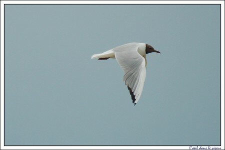 mouette_rieuse_2