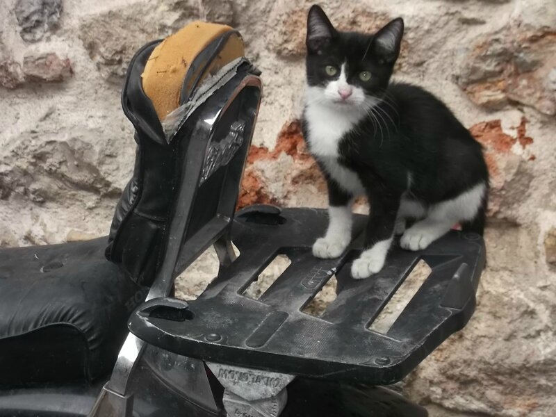 chat sur moto 1