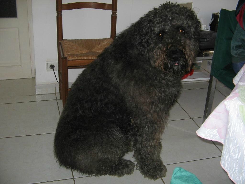 Bonjour. Enfin des photos de Grimm. Tout arrive à condition d'être patient. C'est le plus beau chien de la terre!!!!!! Il a 4 ans et demi. Cordialement. Gladys et Michel Morel