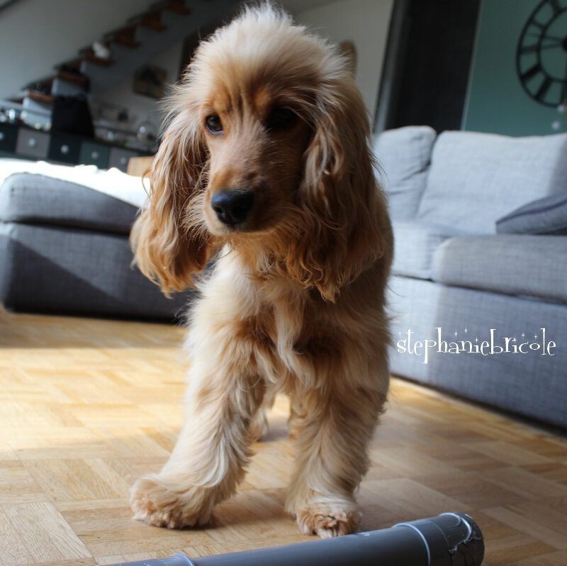 cocker spaniel