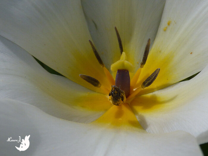 tulipes 8