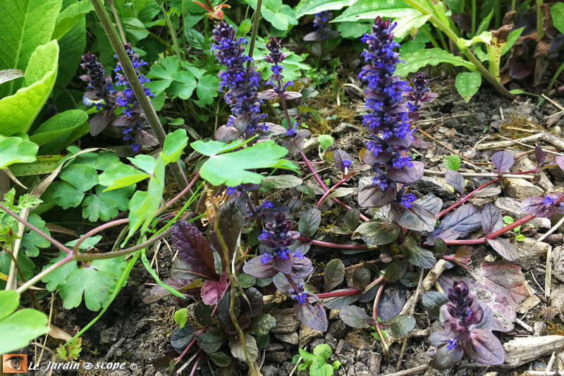 Ajuga-reptans