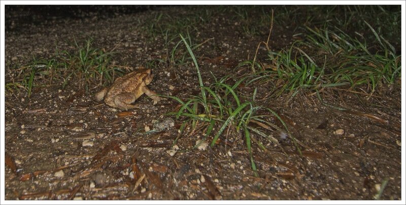 ville nuit pluie crapaud herbe 080815 2