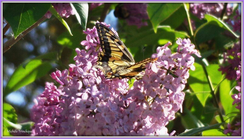 Lilas et Machaon 2204153