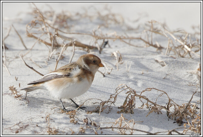 Bruant des neiges