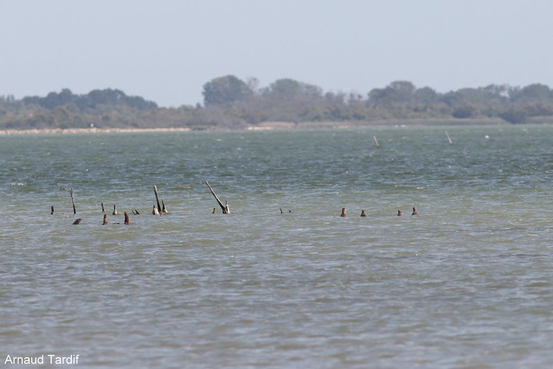 00173 Camargue Septembre 2022 - De Méjanes à Villeneuve - D37 - L'étang du Vaccarès