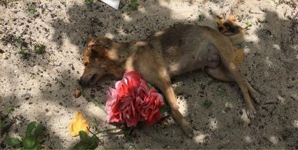 Des fleurs pour accompagner cette petite mère courage décéde avec ses chiots autour d'elle