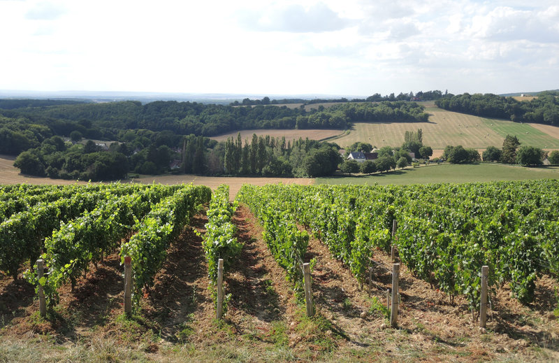 Saint-Lay, vignes Côteaux charitois