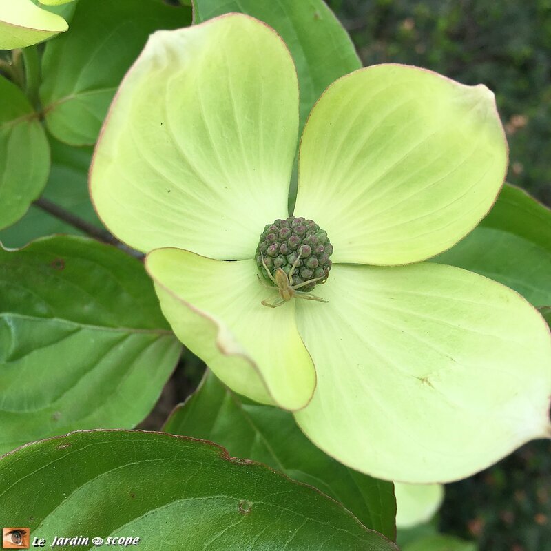 Cornus kousa Venus