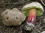 Bolet___beau_pied