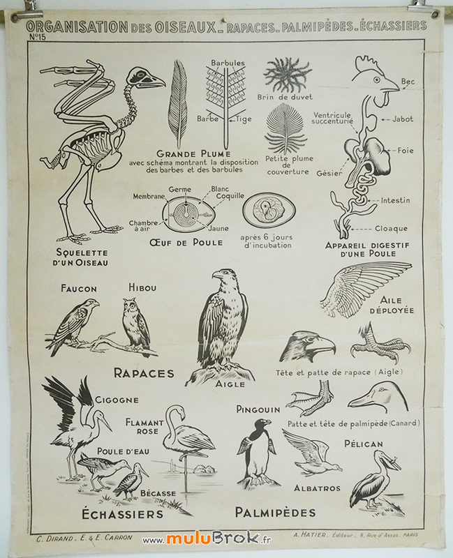 AFFICHE-OISEAUX-Hatier-1-muluBrok-Brocante