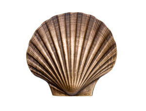 coquille saint Jacques