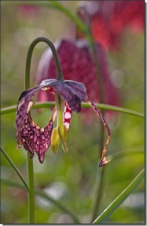 Galuchet_coquelourde_1_210310