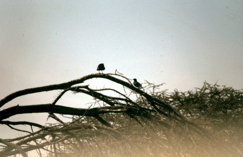 amboseli oiseaux c