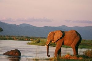 Kafue-Safari