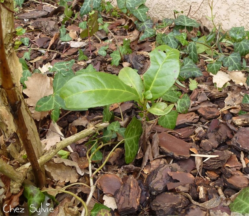 Laurier palme pousse02