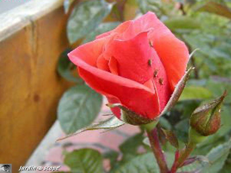 Rosier buisson 'Copacabana'