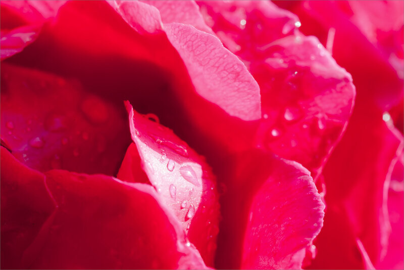 SM Rose rouge pluie 070619