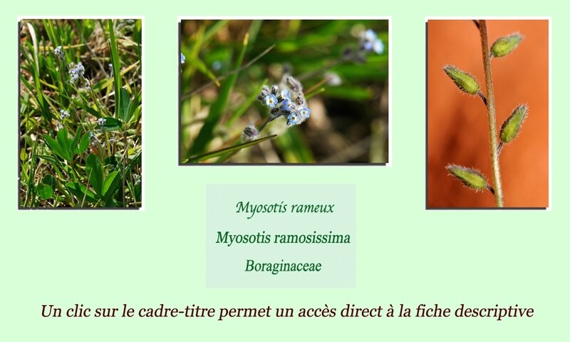 Myosotis rameux