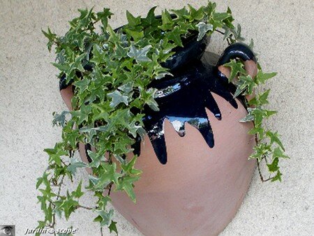 Lierre_poterie