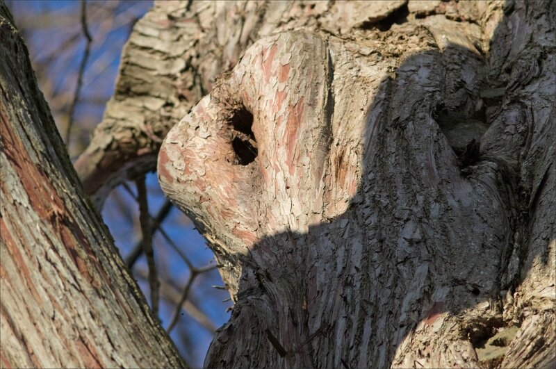 Ville arbre oiseau étourneau loge ym 7