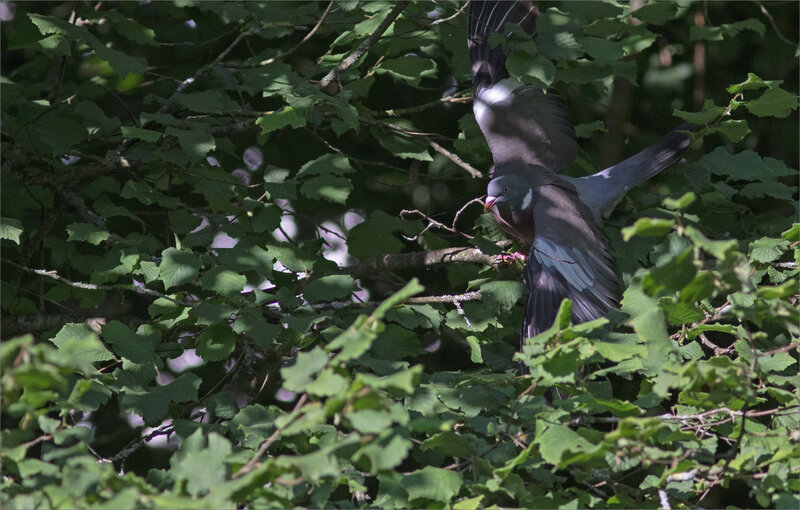 ville oiseau palombe branchette envol 120718 3