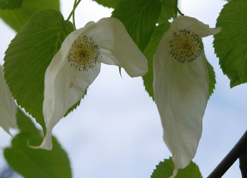 Davidia involucrata var