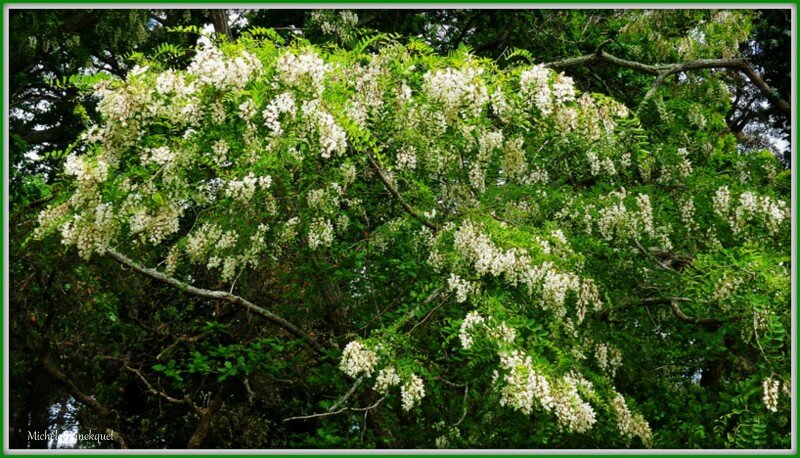 Fleurs d'Acacia 0605152