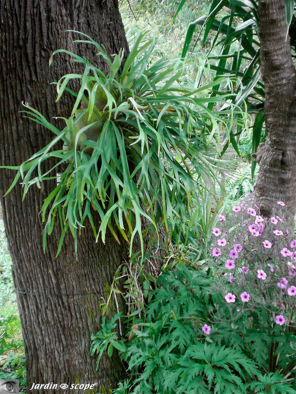 8719-Platycerium-bifurcatum
