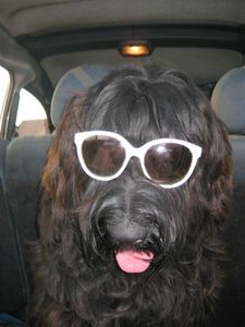 chiens à lunettes 097