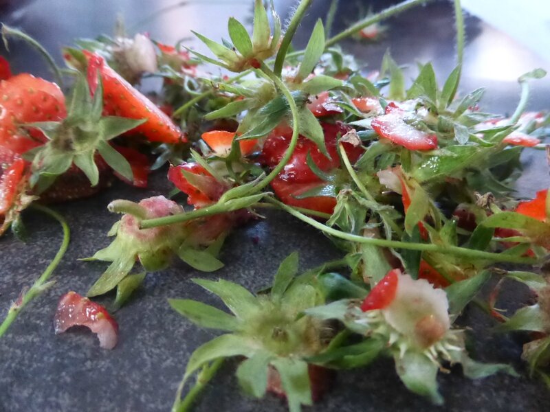16-fraises confiture (5)