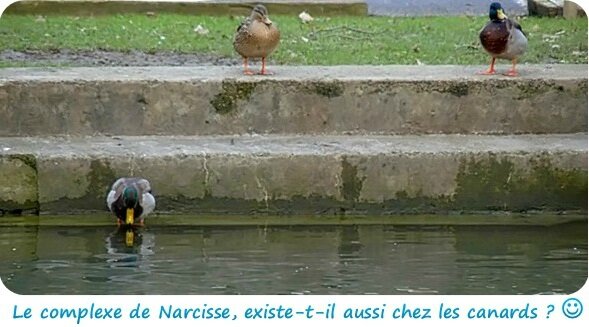 Quartier Drouot - Canal canards