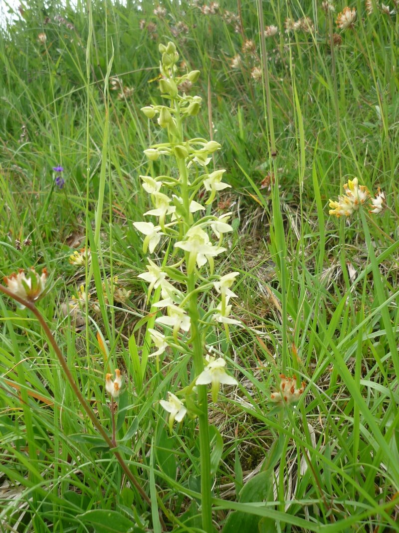 orchidée platanthère à 2 feuilles