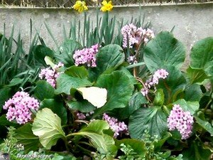 Bergenia plante des savetiers • Bergenia cordifolia