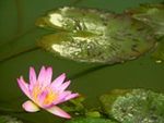 Nature_lotus