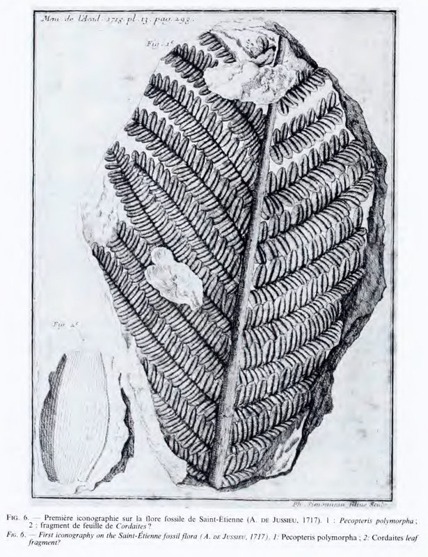 flore fossile de Saint-Étienne, icono, Jussieu (1) NEW