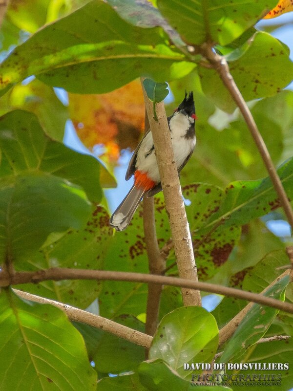 Bulbul orphée (Pycnonotus jocosus) - Île Maurice
