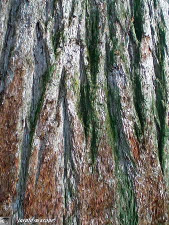 Sequoia