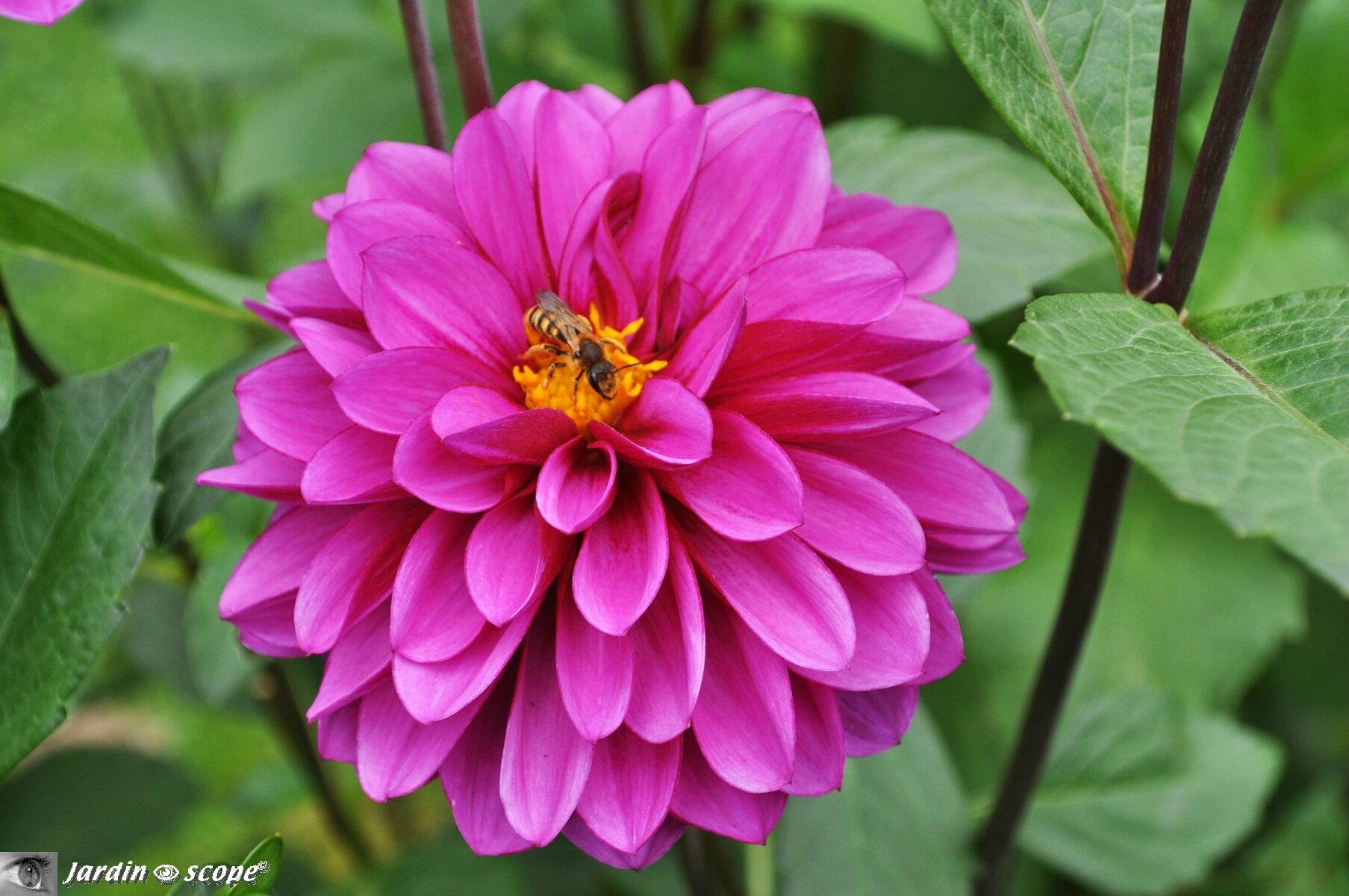 Dahlia Eclipse-bleue