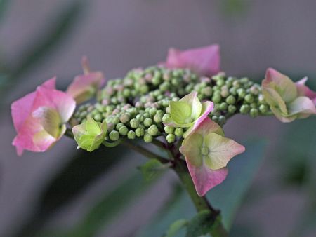 HYDRANGEA