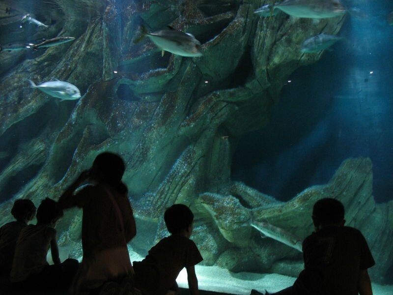 La Rochelle, aquarium, salle Atlantique (17)