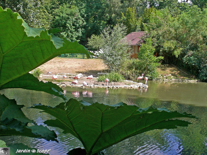 Phoenicopterus ruber roseus  • Flamant rose  • F/ Phoenicopteridae
