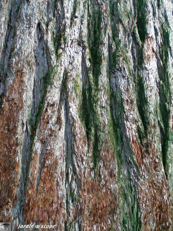 Séquoia géant • Sequoiadendron giganteum buch • F. Taxodiaceae
