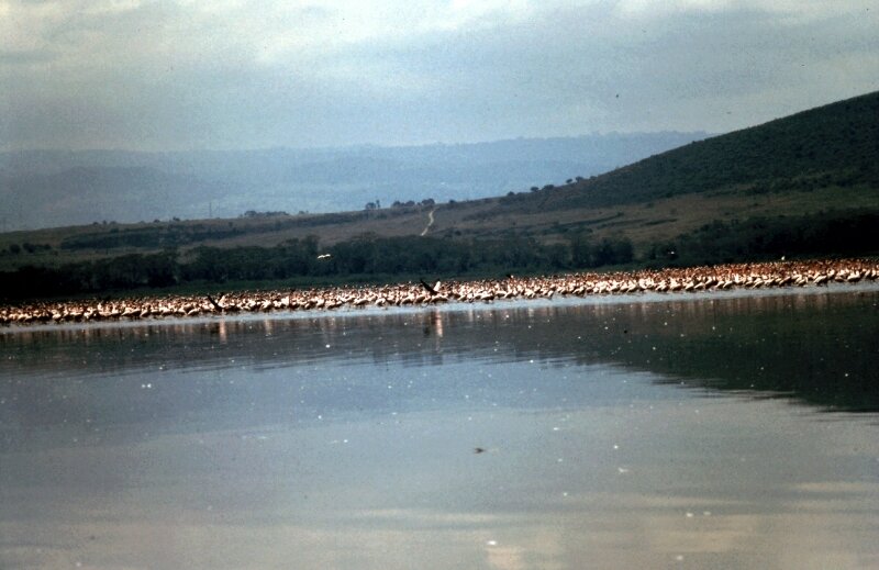 nakuru flamand j