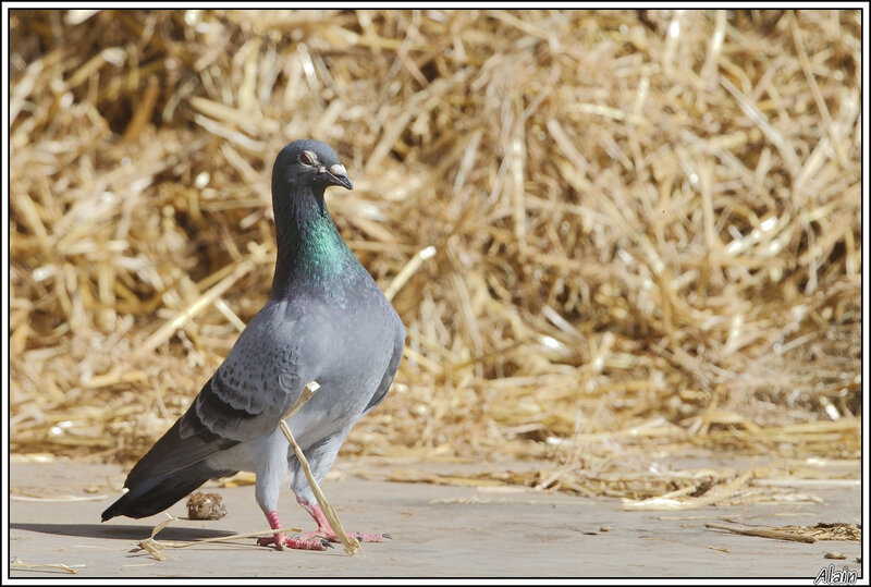 Pigeon domestique, fier de trôner devant son tas de fumier !